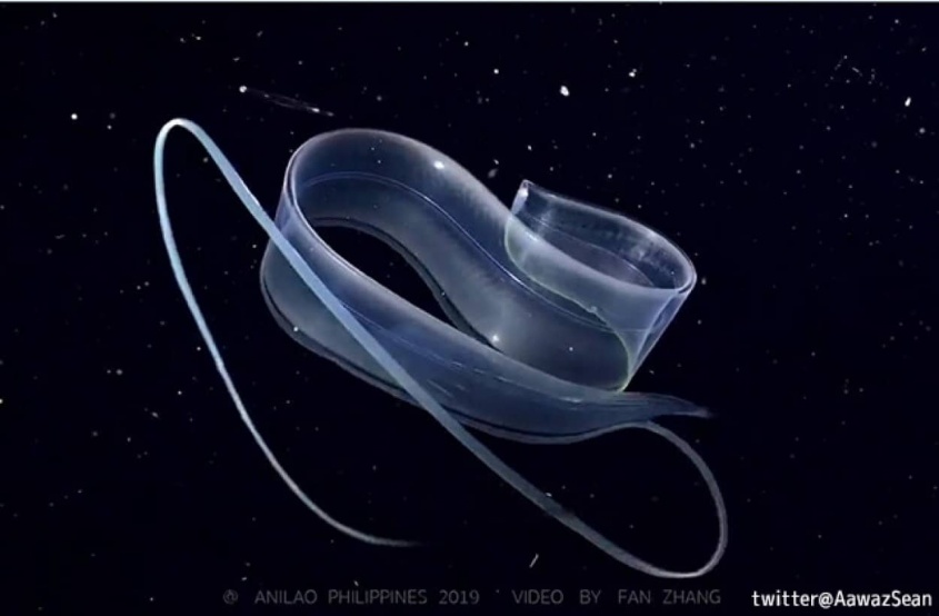 透明絢爛！ウナギの幼生「レプトケファルス」が水中で魅惑のダンス