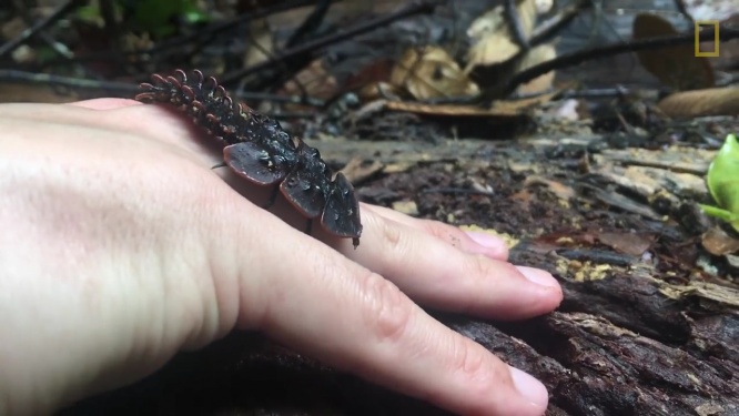 三葉虫カブトムシ