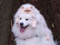クスッとしたりほっこりしたり、時にはドッキリしちゃったり？動物たちのお届けする愉快な瞬間総集編