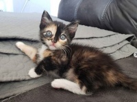 NNNの暗躍か？人間に助けを求めて近づいてきた子猫、永遠の家を手に入れる（アメリカ）