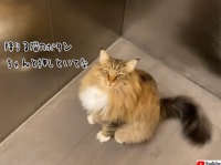エレベーターを使いこなす猫。自分の部屋の階で必ず降りられる理由とは？