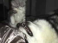 猫と犬の楽しいひと時？寝ているマラミュート犬にちょっかいをかけたくて仕方ない猫