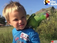 オウム「キミにきめた！」男の子へのラブが伝わりまくりの仲良し動画を見た海外の反応