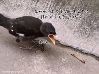 おかしい、餌が食べられない。自動で口の中に餌が入ってこないことに混乱するひな鳥