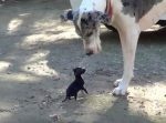 遊ぼうよ〜！　無邪気に走り回る小さな子犬の登場にあたふたする大型犬がかわいい！