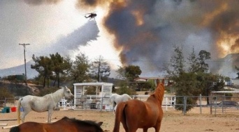 うれしいニュース。西海岸の森林火災に巻き込まれた馬全てが奇跡的に生き伸びる（アメリカ）