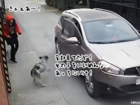 窃盗犯に脅されていた少女を犬が救う。男の乗る車に立ちはだかる
