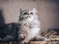 猫は飼い主の声をちゃんと認識している。猫の認知能力を検証（東大研究）