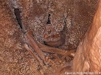 洞窟の岩に埋もれて完全に化石化した十数万年前のネアンデルタール人の遺骨