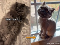 トリマーが別の猫渡してきたと思ったらうちのだった。猫のサマーカット、驚愕のビフォア・アフター