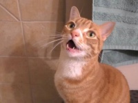 猫たちの鳴き声協奏曲スタート！60秒に60回の「にゃあ！」をお楽しみください