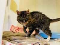 20年間行方不明だった猫が飼い主と奇跡の再会。最期は飼い主に見送られ虹の橋へ