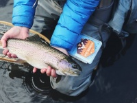 アメリカの淡水魚が化学汚染。1匹を食べると1カ月分の汚染された水を飲むのと同等の有害性