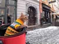 猫と旅するサイクリスト「この天気なので一回休み」と、雪で足止めを食らった場所は美しい東欧の街だった
