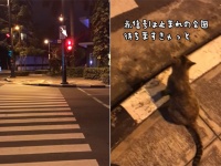 赤信号は止まれだにゃ。信号待ちをし、歩行者を促しながら青になったら渡る猫