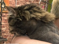猫のヘアカットに新たなるトレンド？襟足だけ伸ばすジャンボ尾崎風「マレットヘア」が増殖中