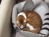 「ちょっとそこどいて！」いきなり飼い主に押しのけられた猫、その驚くべき理由とは？