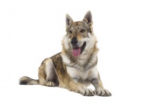 保護施設でおすすめされた犬を引き取ったところオオカミの血が混じったウルフドッグだった件