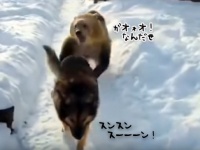 雪道で犬がクマとエンカウント！クマに手を出されても追いかけられてもまったく動じない犬のド根性