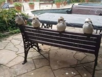 今日も朝から開店します！庭にやって来る野鳥たちのために毎朝オープンするガーデンレストラン