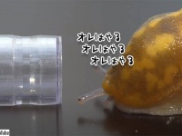 ナメクジがこんなに伸びるとは！ボールペンの筒を通り抜ける驚愕の映像