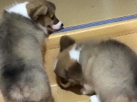 階段が登れない…だもんだから「俺を踏み台にして先に進め！」な子犬たち
