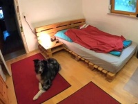 愛犬「お留守番はこれでカンペキ！」と、ドアを閉め電気を消してから寝るオーストラリアンシェパード