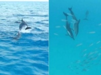 青い海・キラキラと水しぶきを上げて戯れるイルカたち。そしてその頃水中では…
