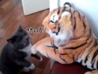 ヒンッ！私の敵ではない。ぬいぐるみの虎に怒涛の猫パンチを浴びせる猫