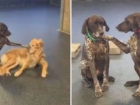 それは励ましているの？仲間の犬の肩や背中をトントンしまくる犬（カナダ）