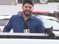 これはかわいい放送事故。テレビ中継中に現れた野良猫、レポーターの足元でスリスリ（ブラジル）