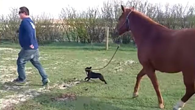 funnyanimals1_e