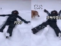 どうしたニンゲン？それは良いものなのか？よし自分もやってみよう、な犬