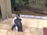 新型コロナウイルスの影響で休館となった水族館で、ペンギンがお客さんに。悠々と魚の水槽を見学中（アメリカ）