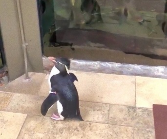 新型コロナウイルスの影響で休館となった水族館で、ペンギンがお客さんに。悠々と魚の水槽を見学中（アメリカ）
