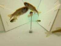 ミツバチと魚の会話を実現！？画期的な通訳ロボットが開発される（ハチ出演中）