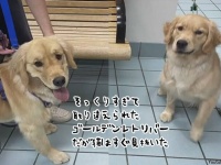 こいつは偽物だ。犬の保育園から帰ってきたゴールデンレトリバーが別犬だと真っ先に気付いた猫