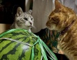 猫たちの〝揉め事〟に6.8万人ハラハラ　スイカを前に睨み合い...夏の諍いの真相は？