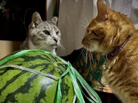 猫たちの〝揉め事〟に6.8万人ハラハラ　スイカを前に睨み合い...夏の諍いの真相は？