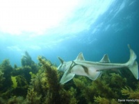 サメにも音楽の好みがある。ジャズが好き、クラッシックは良くわからない模様（オーストラリア研究）