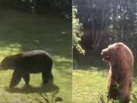「うわっ、グリズリーが出た！」裏庭に侵入したアメリカグマ、着ぐるみを着た住人を見て一目散に逃げだす