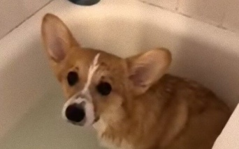 お風呂好きな犬、お湯を張っていたらちゃぷんと入り込んでいた