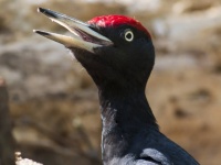 キツツキは大切なものを破壊していきました。新しいカメラを突きまくって壊す