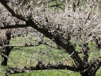 立花町は梅の名所としても有名（gtknjさん撮影、Flickrより）