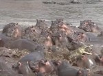 一匹のワニが、カバの大群に飛び込んだら…