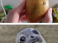 アザラシ似のジャガイモ!? 全然違うのに、ソックリすぎるものを集めてみた