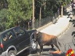 【動画】ストレスか！？　祭りで放たれた牛がキレて車を攻撃！