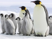 うれしいニュース。知られざるコウテイペンギンのコロニーが発見される