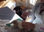 健気な姿にキュン♪　お気に入りのぬいぐるみの修理を見守るワンコ！