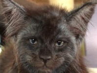 人面猫かな？人のような顔をしたメインクーンのヴァルキリー（ロシア）